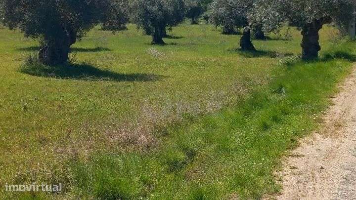 Terreno | Olival de 3ha em Olaia, Torres Novas - Grande imagem: 2/4