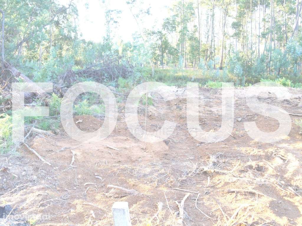 Terreno Rústico Venda Oliveira do Bairro - Grande imagem: 3/4