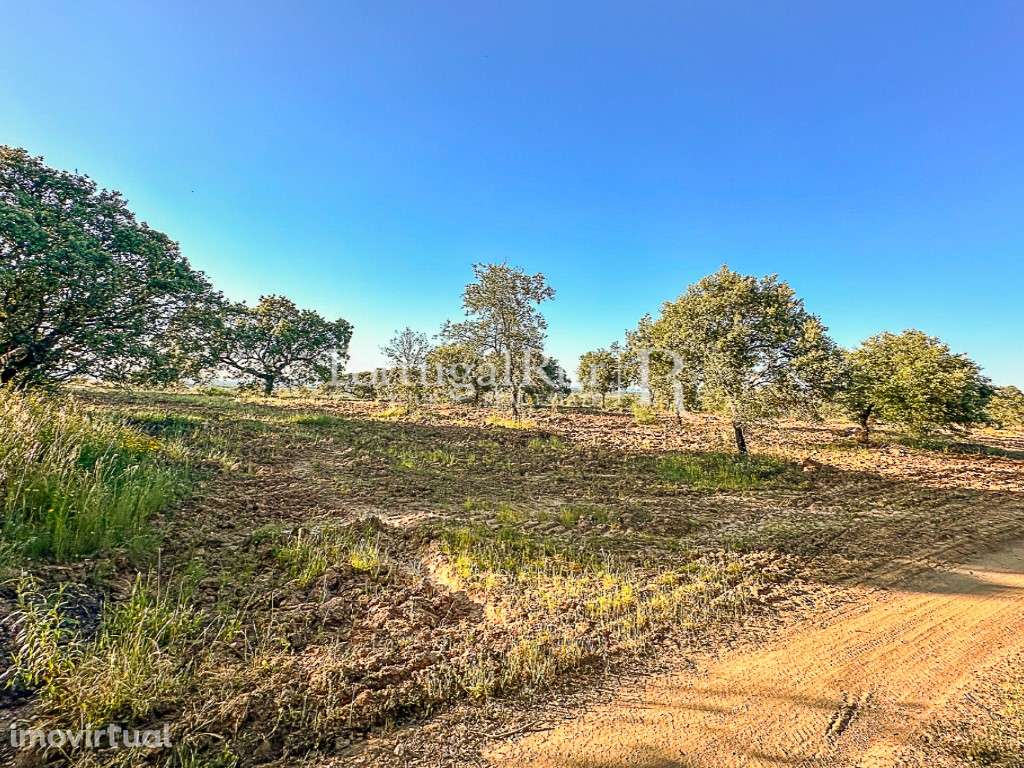 Quinta de 9,4 hectares em Medelim - Grande imagem: 5/21