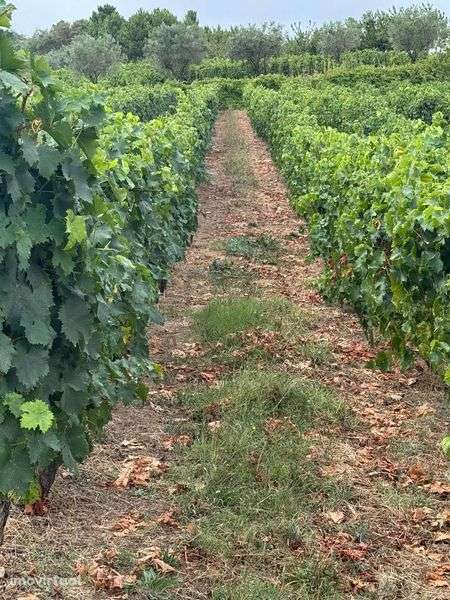 Vendo Quintas em Alijó e Pegarinhos - Grande imagem: 3/12