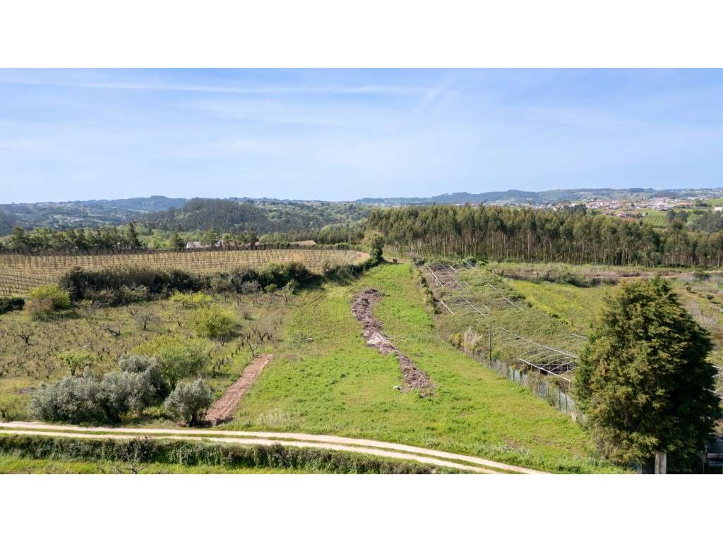 Terreno Rustico em Évora de Alcobaça - Grande imagem: 3/11