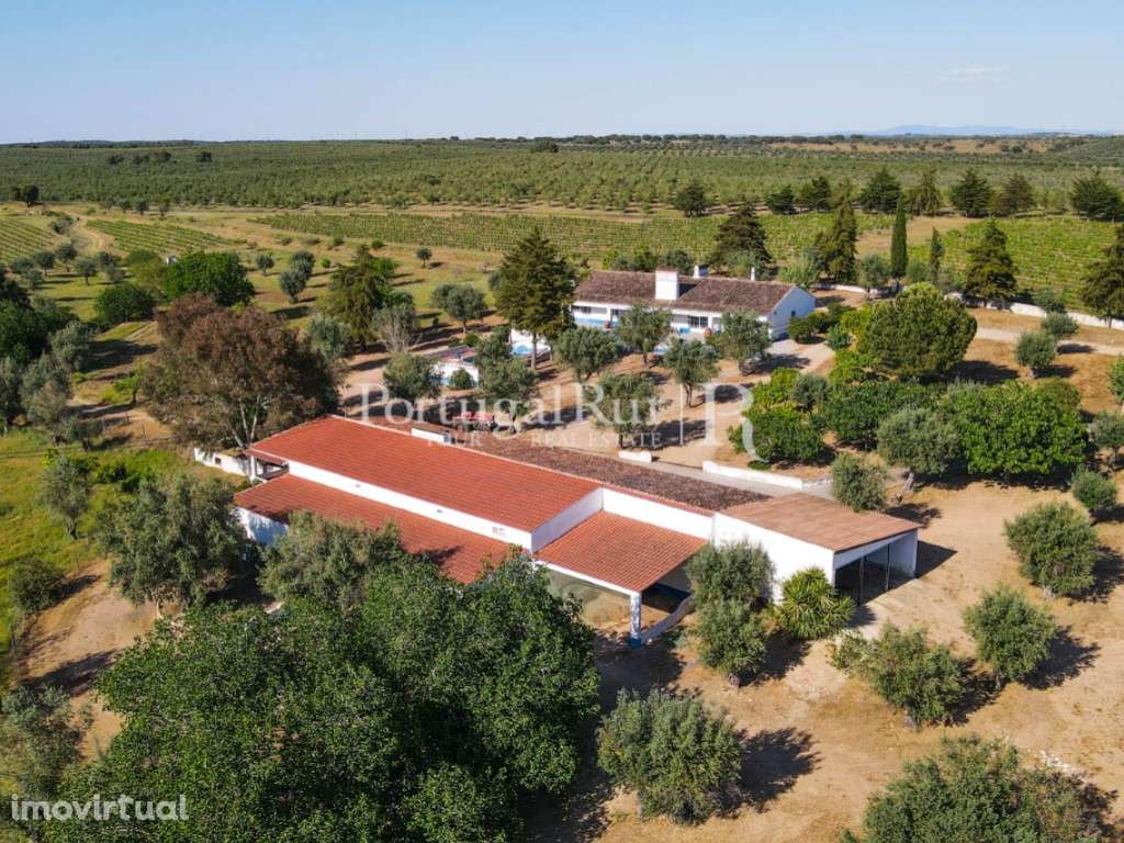 Herdade de 18 hectares com vinha, adega e olival em Avis - Grande imagem: 3/36