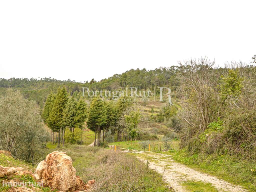 Terreno de 16.000m2 para quintinha rural - Grande imagem: 4/12