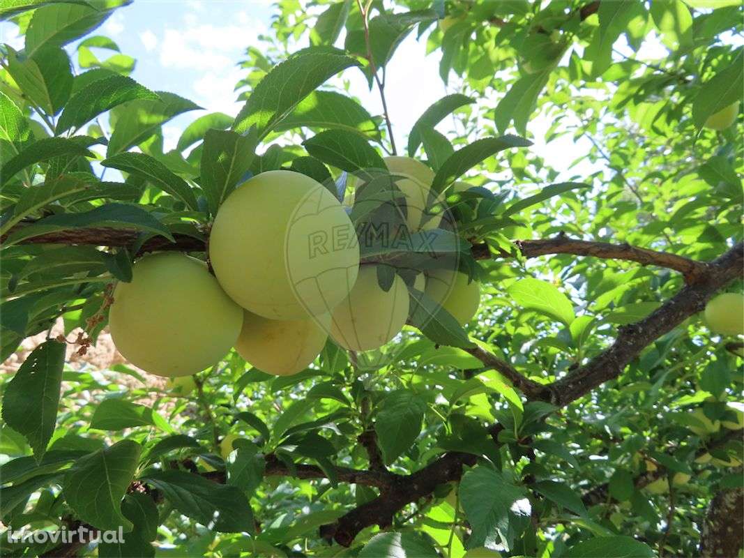 Quinta  para venda - Grande imagem: 3/49