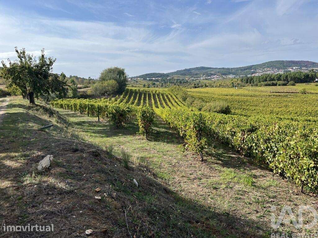 Terreno Agrícola em Alijó - Grande imagem: 5/19