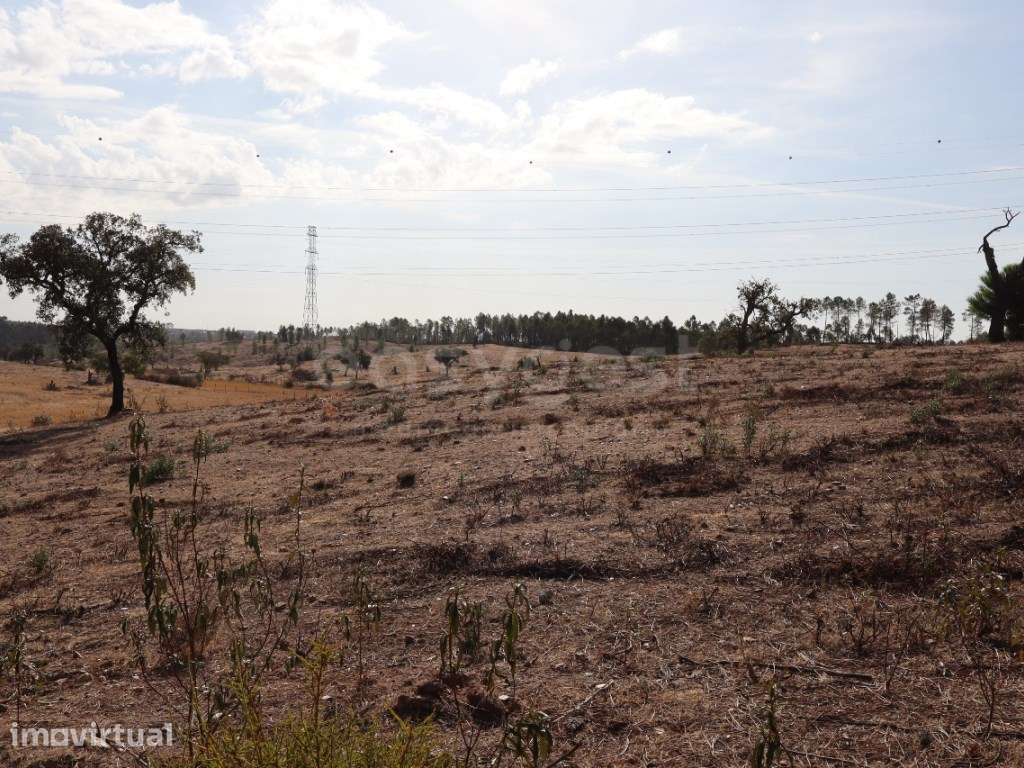 Terreno Rústico de 13,60 Hectares | Benquerenças - Castelo Branco - Grande imagem: 2/7