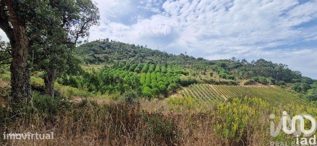 Terreno Agrícola em Azueira e Sobral da Abelheira - Grande imagem: 2/21