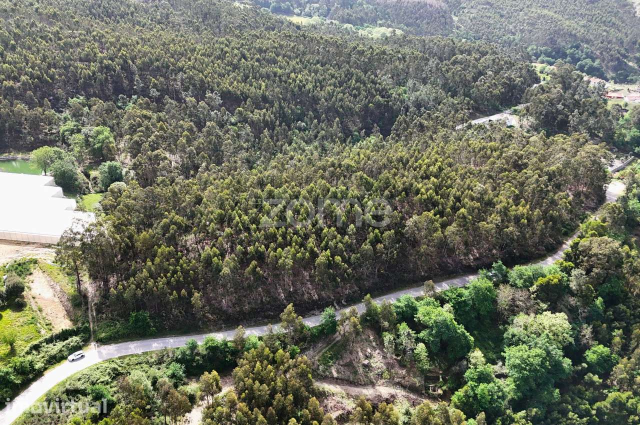 TERRENO COM 2 HECTARES POVOA DE LANHOSO - Grande imagem: 2/15