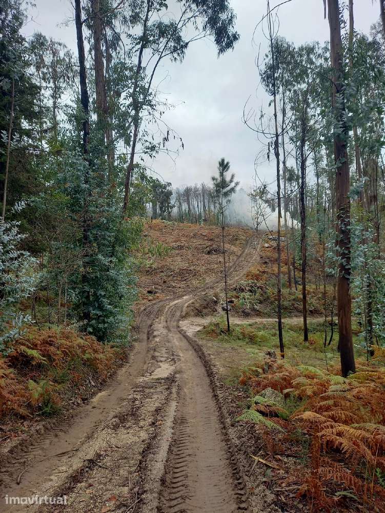 Terreno florestal com área de 41.571m2 - Grande imagem: 2/3