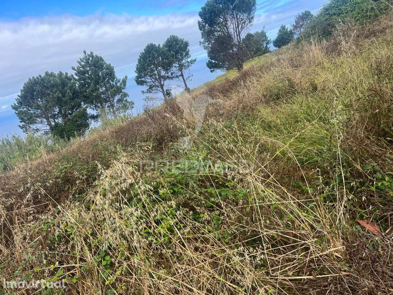 MORADIA PARA RECUPERAR NA CALHETA-PRAZERES COM 1.250M2 DE TERRENO - Grande imagem: 3/8