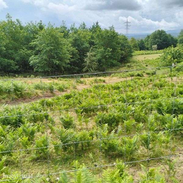 Quinta nas montanhas mágicas de São Pedro do Sul - Grande imagem: 2/12