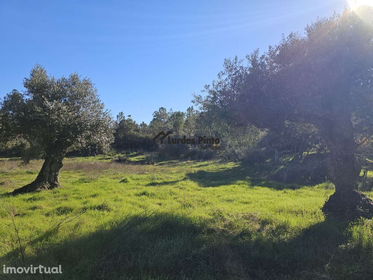 Quinta com olival e arrecadação - Grande imagem: 2/20