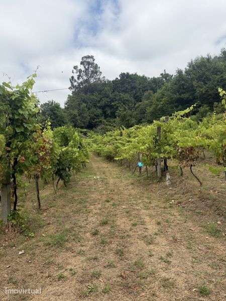 Terreno agricola - Grande imagem: 5/5