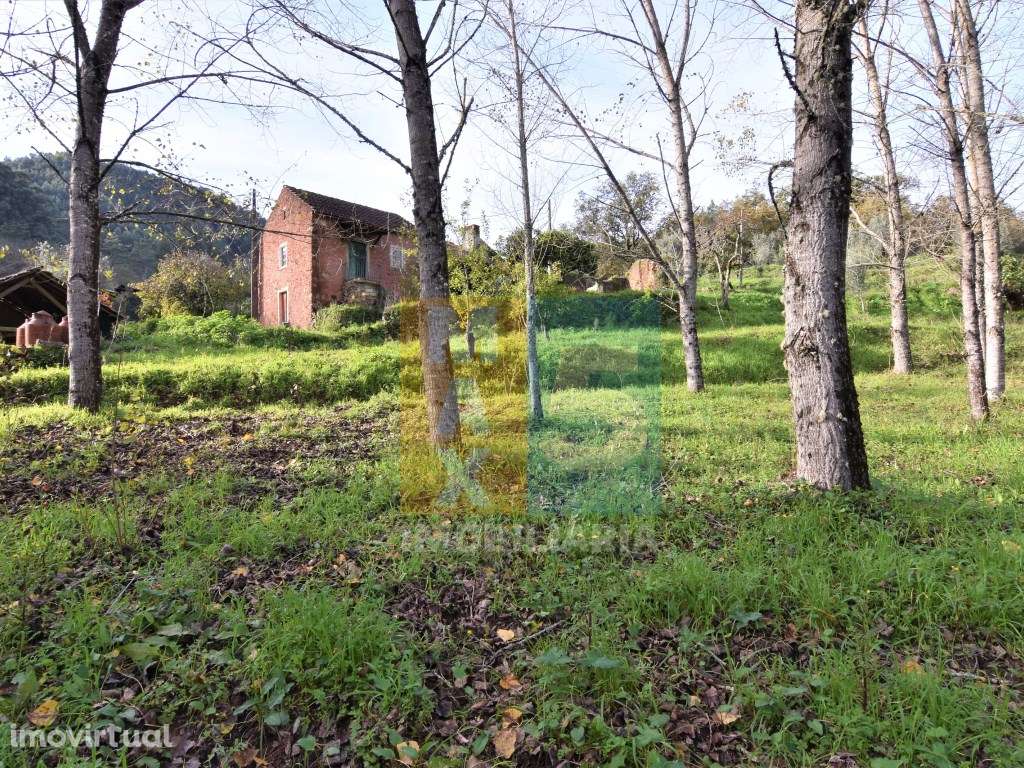 Quintinha 4.400m2 - zona com internet fibra no Carregal - Alvaiázere - Grande imagem: 5/60