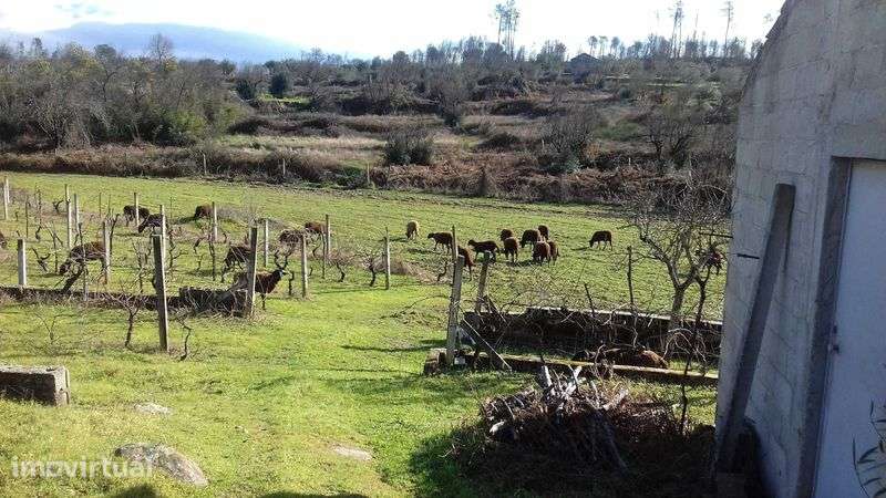 QUINTA  com casa , poço, tanque , vinha . - Grande imagem: 2/12