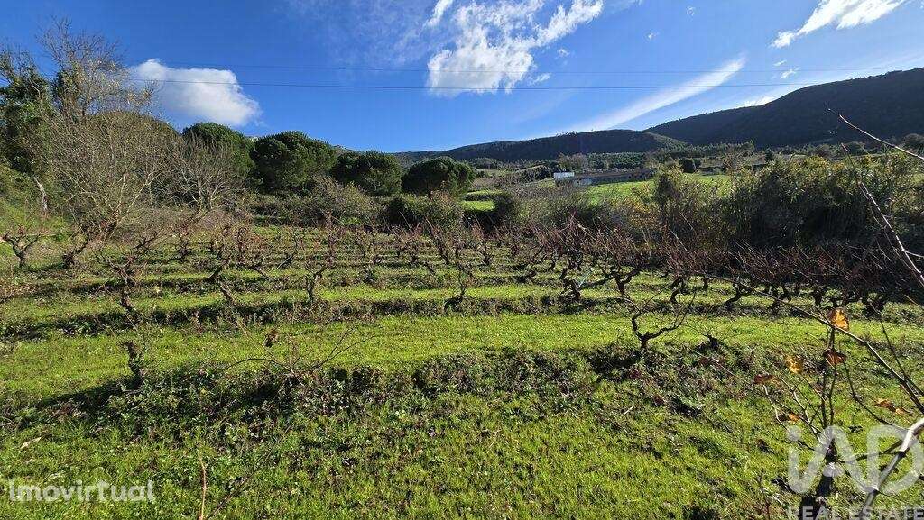 Terreno para construção em Lamas e Cercal - Grande imagem: 3/10