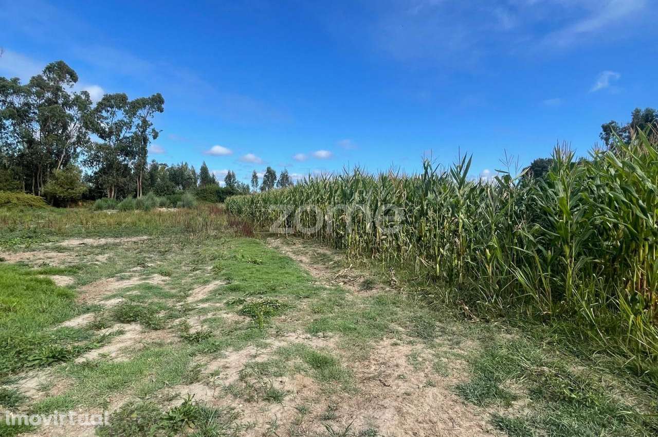 Terreno | Cultivo | Venda - Grande imagem: 3/16