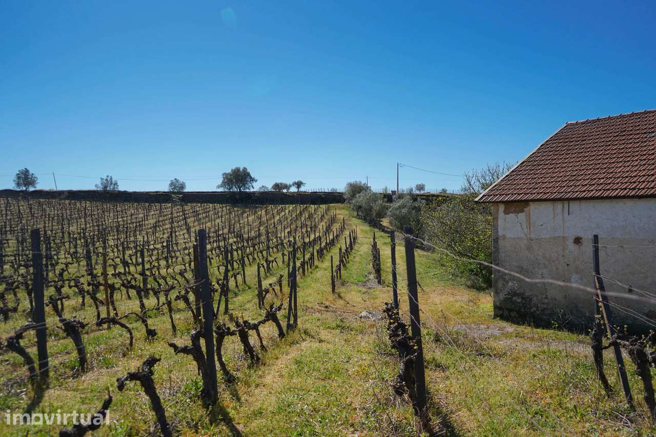 Quinta com vinha em Vila Real