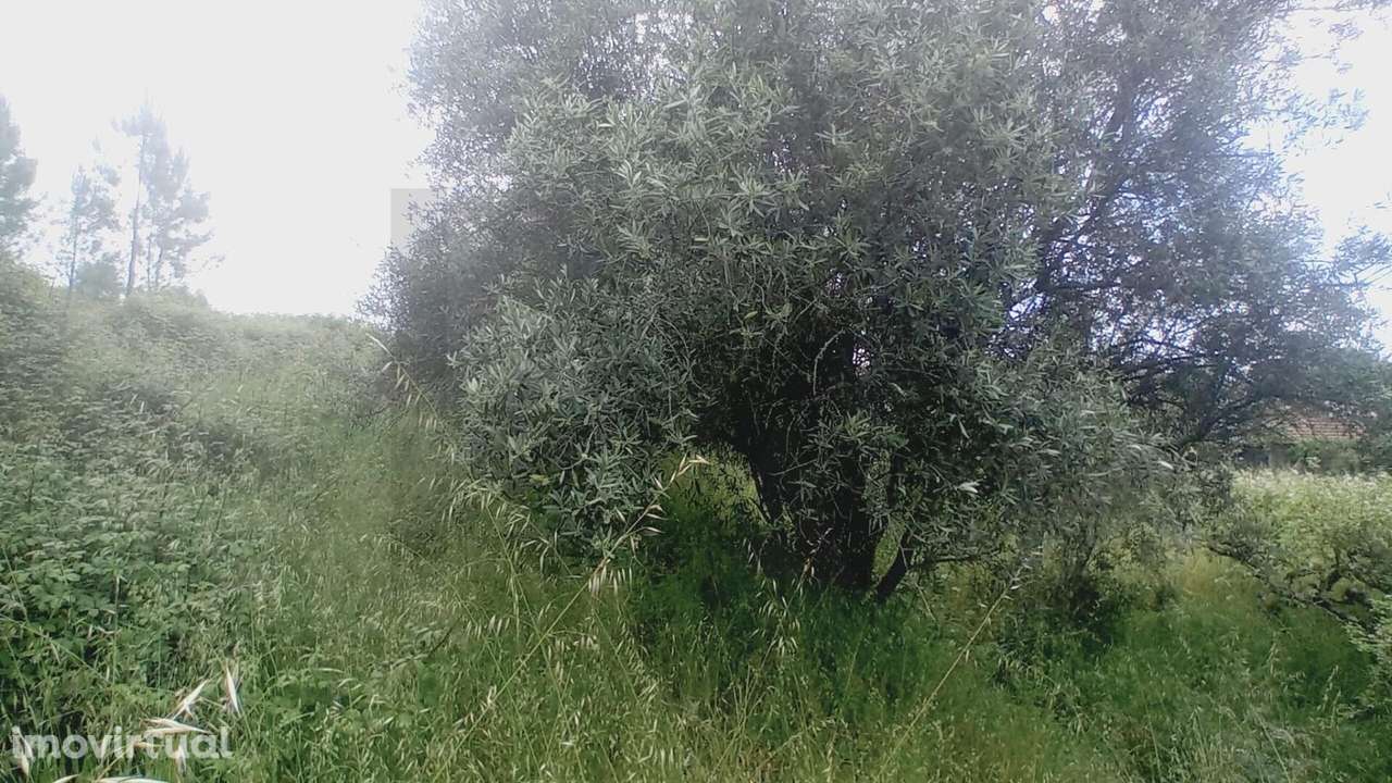 Moradia T3 para Recuperar com 1320m2 de terreno Vale Pedras, Queitide - Grande imagem: 4/42