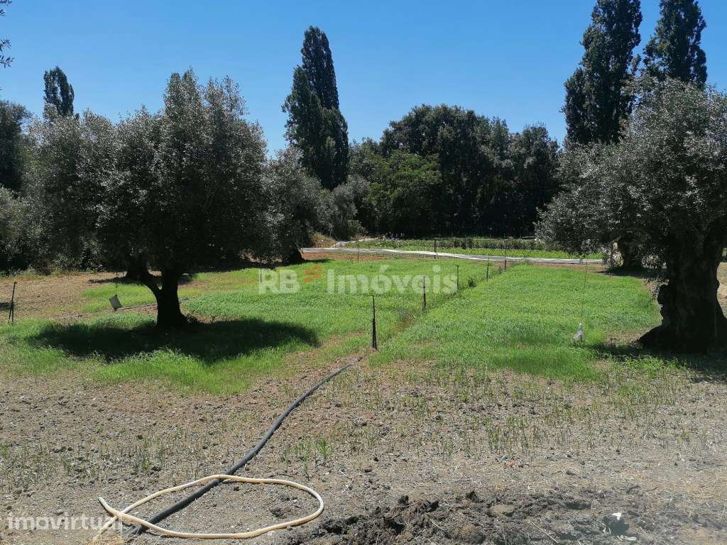 Terreno rústico com poço - Cem Soldos, Tomar - Grande imagem: 4/5