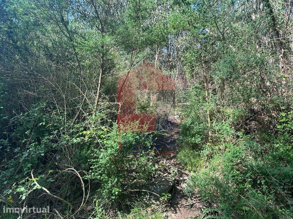 Terreno florestal, Lanhas - Grande imagem: 2/11