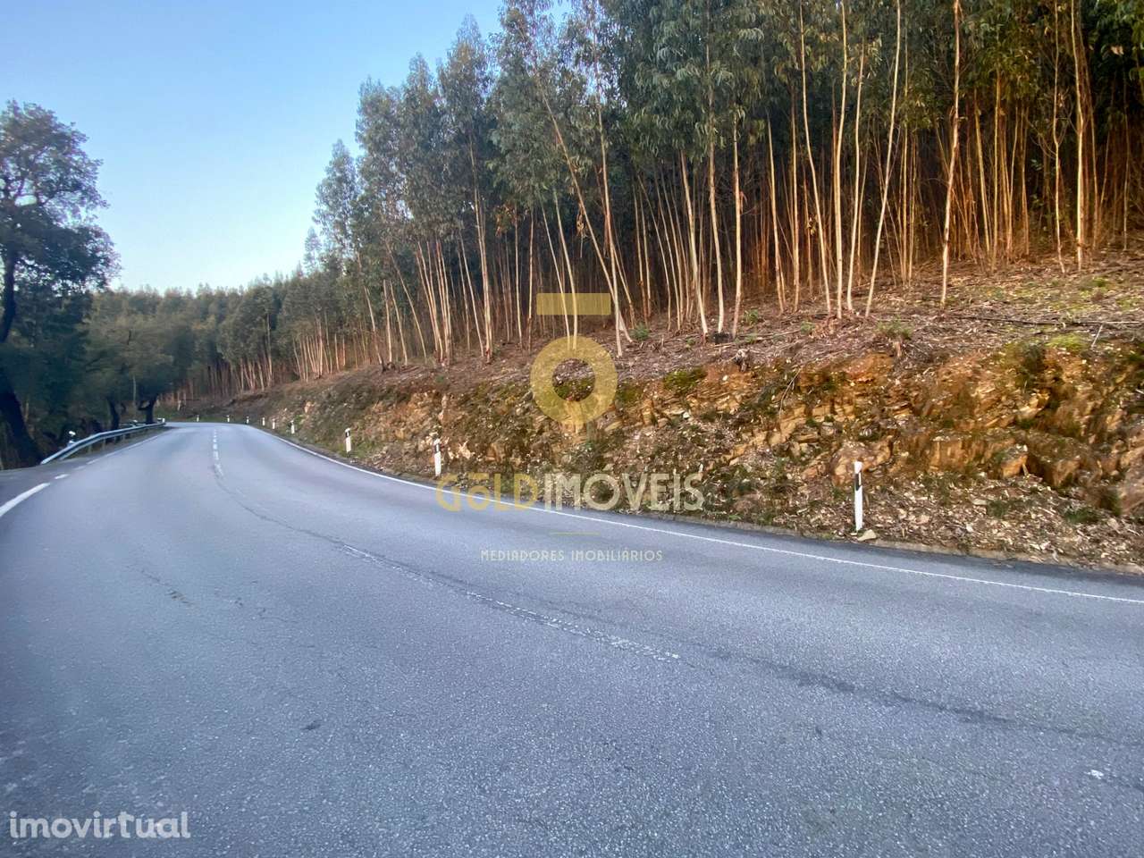 Terreno Florestal - Grande imagem: 3/10