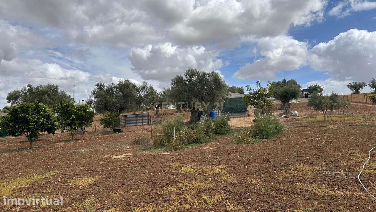 Quinta em Trigaches — 1 hectare em comunhão com a natureza - Grande imagem: 3/27