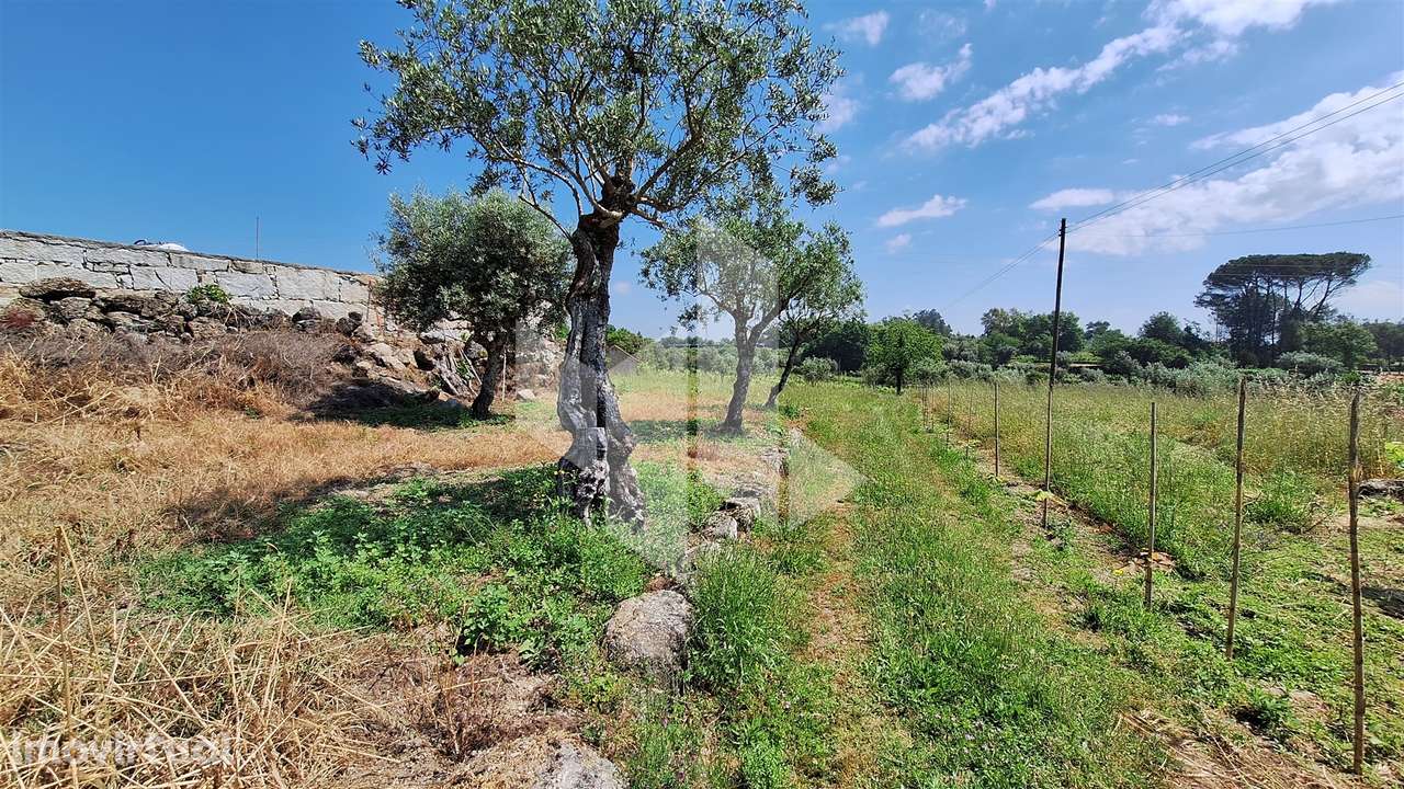 Terreno Rústico  Venda em Lajeosa do Dão,Tondela - Grande imagem: 2/9