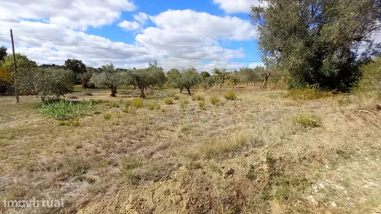 Terreno Rústico | + 1800 m2 | Lamarosa, Torres Novas - Grande imagem: 4/5