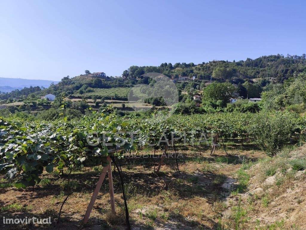 Pomar Kiwis Erica - Grande imagem: 5/6