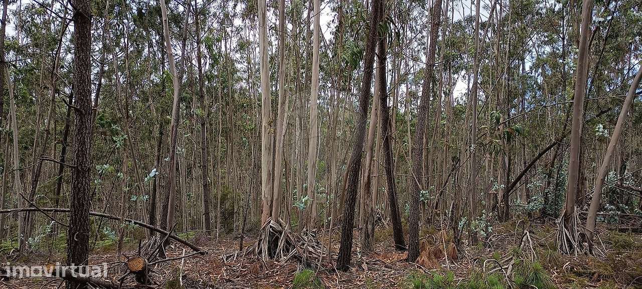 Terreno  para venda - Grande imagem: 3/3