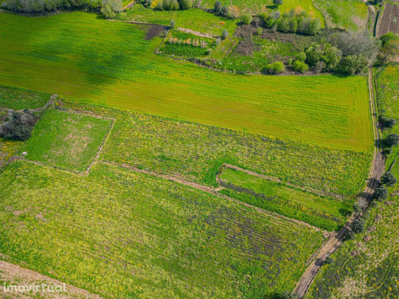 Terreno Agrícola plano, com 4.900m², em Curvos - Grande imagem: 3/16