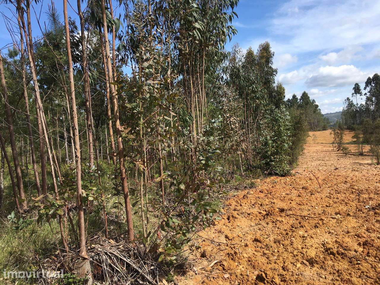 Terreno junto à zona industrial da Amarela em Porto de Mós - Grande imagem: 2/5