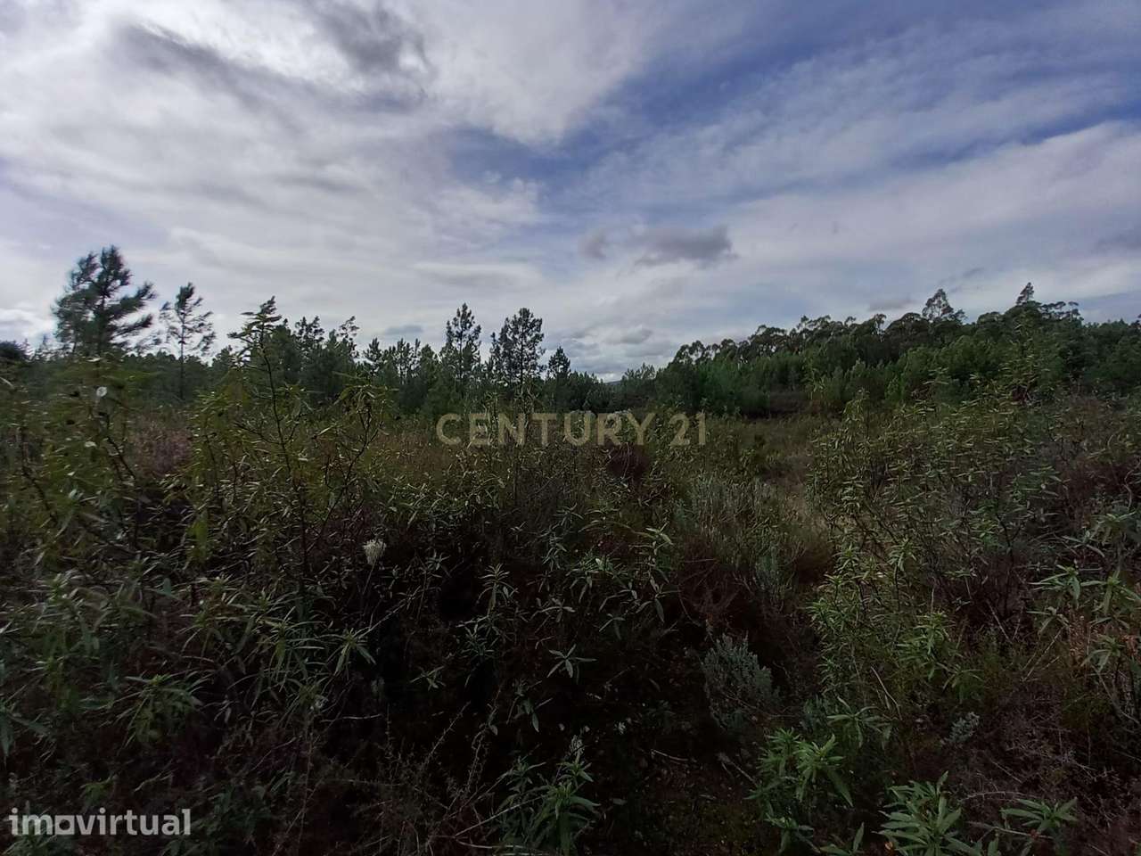 Terreno Rustico com 6120 m2 Vale da Pereira-Santo André das Tojeiras - Grande imagem: 4/8