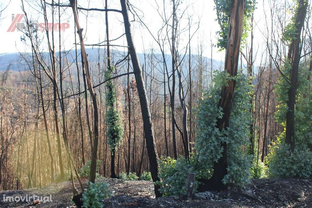 Terreno Rústico bem localizado  - Canelas - Arouca - Grande imagem: 3/8