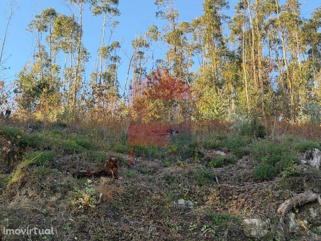 Terreno florestal, Prado São Miguel - Grande imagem: 5/14