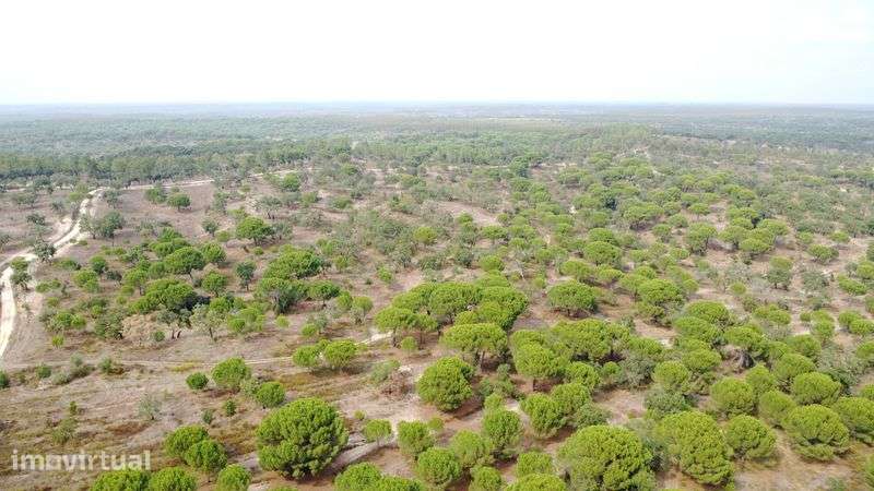 Herdade com 38 Hectares - Grande imagem: 4/12