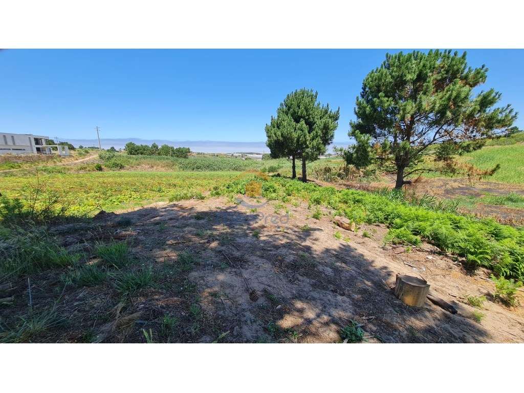 Terreno agrícola com 2 hectares | Bombardeira, Torres Vedras - Grande imagem: 4/8