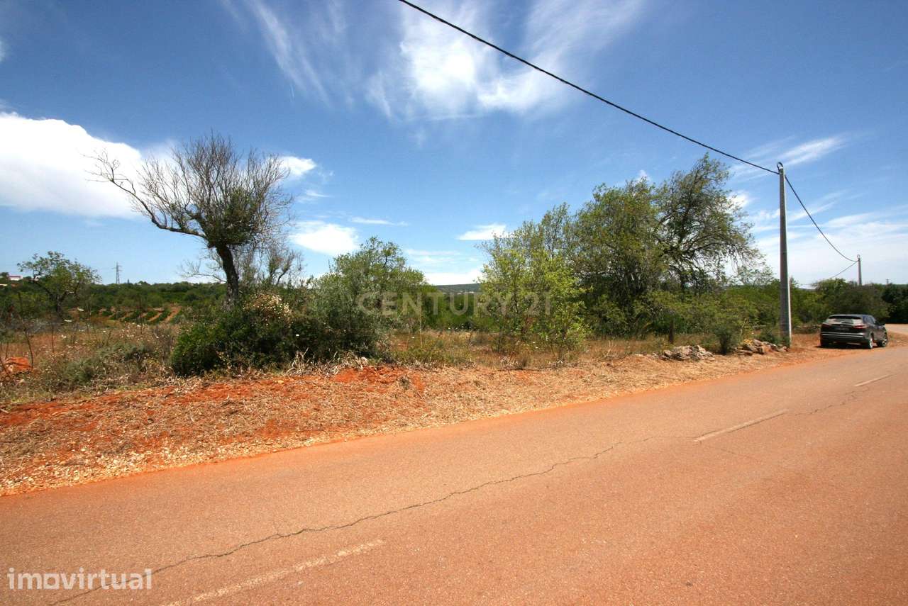Terreno rustico com 50 Alfarrobeiras e muito bom acesso, S.B. Messines - Grande imagem: 2/13