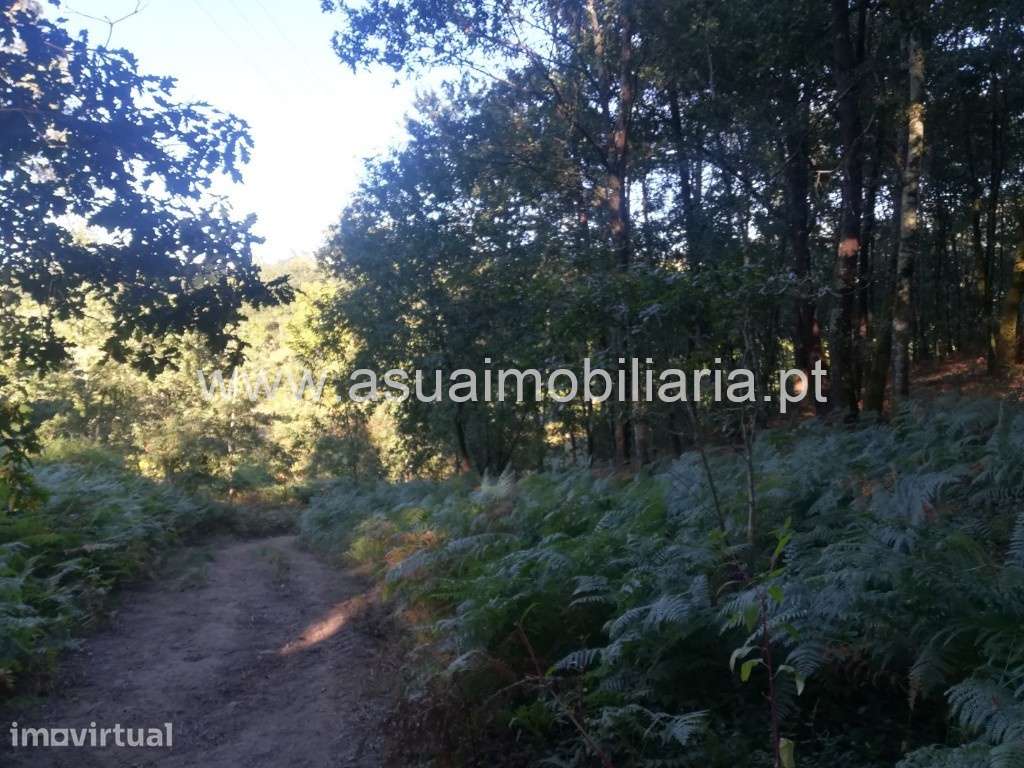 Terreno Agrícola e Bouça - Torre - Grande imagem: 4/7
