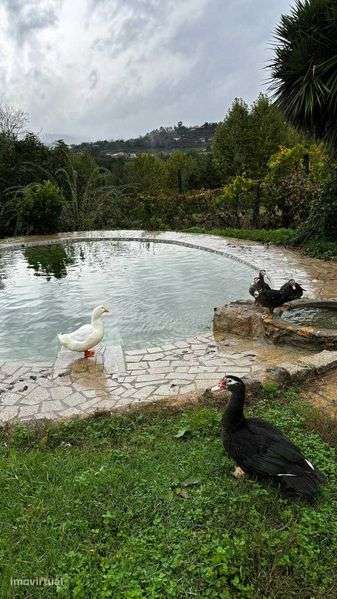 Quinta em Pedraça - Grande imagem: 3/12