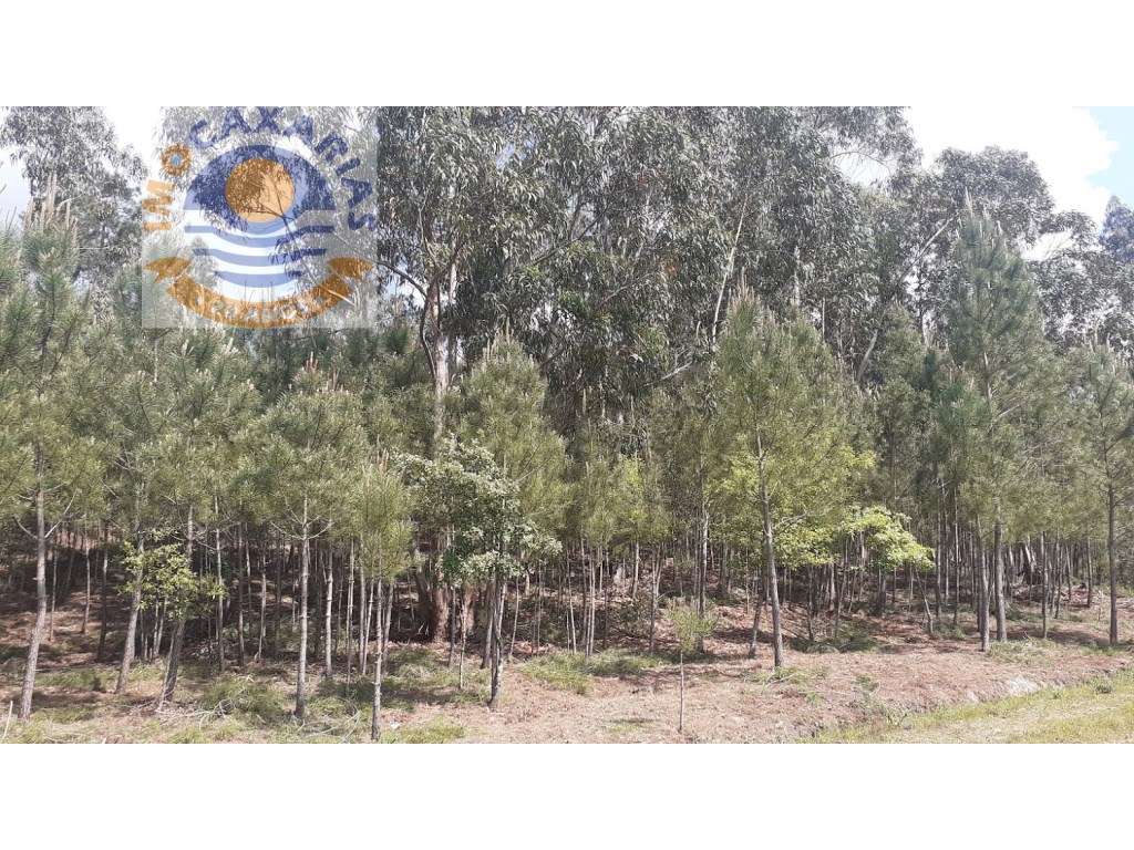 Terreno com pinhal - Grande imagem: 2/4