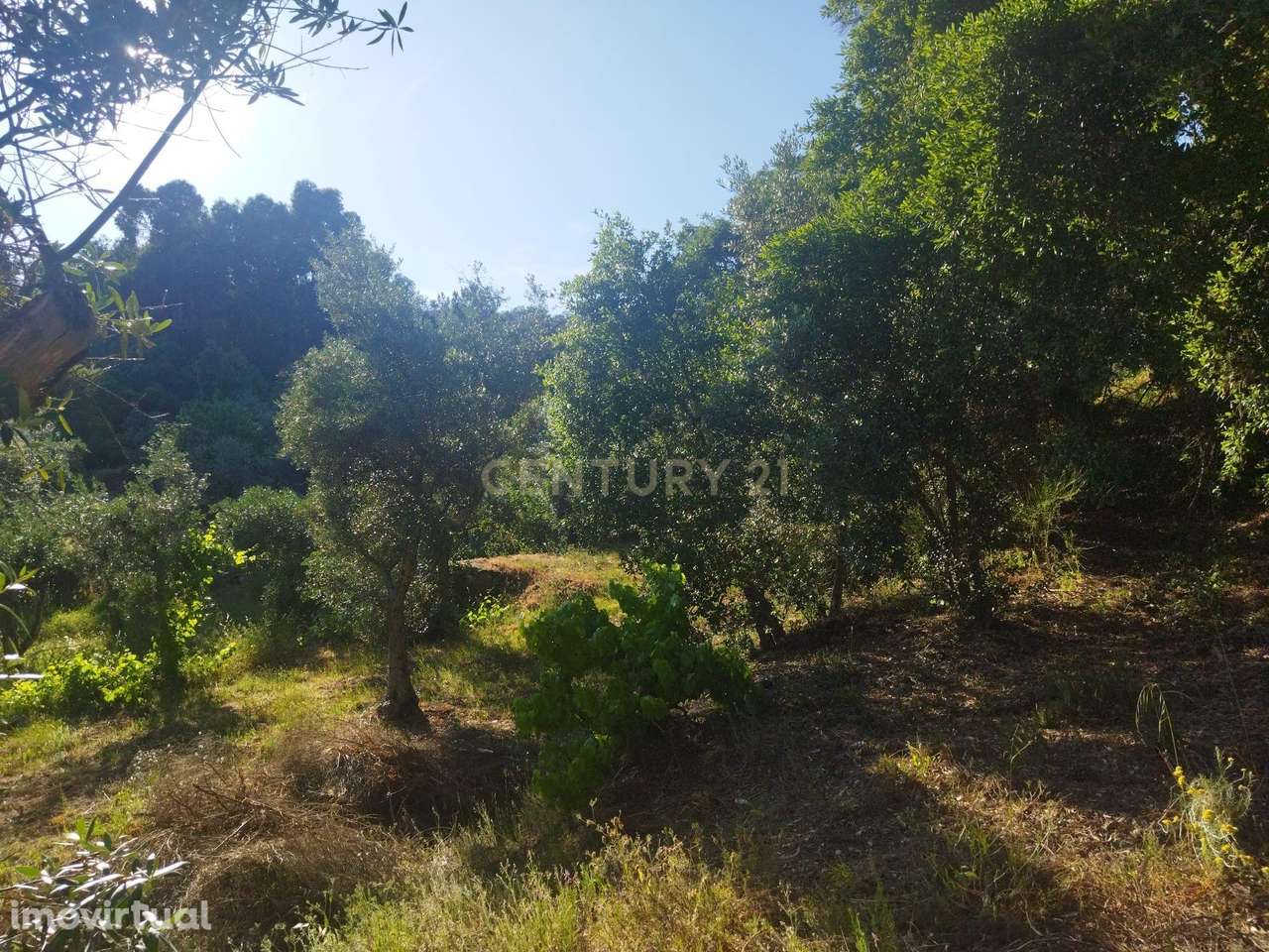 Terreno rústico | São Vicente da Beira, Castelo Branco - Grande imagem: 5/19