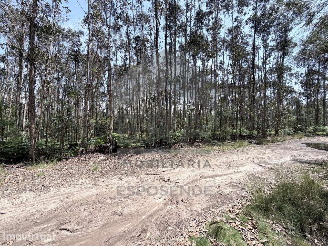 Terreno Pinhal em Vila Cova - Grande imagem: 2/3