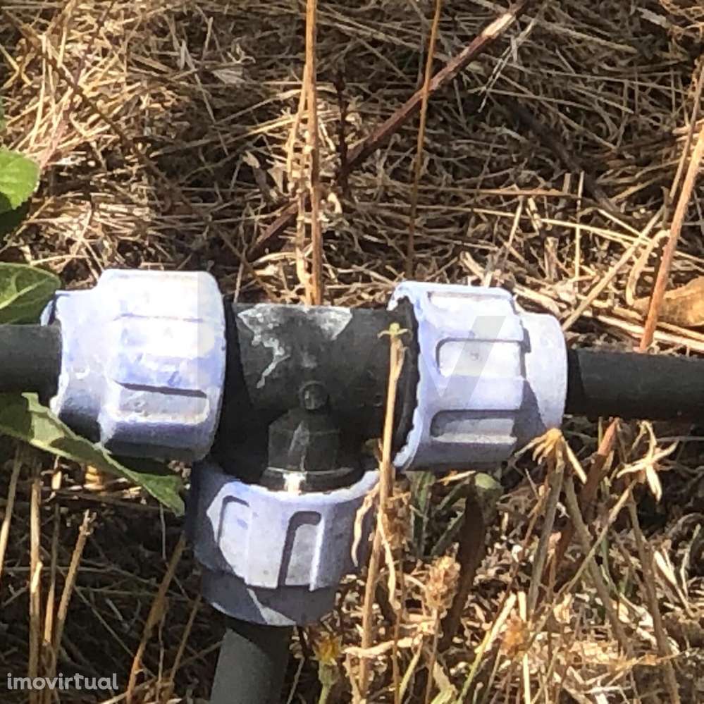 Quinta Agrícola em produção de Figos - Grande imagem: 5/14