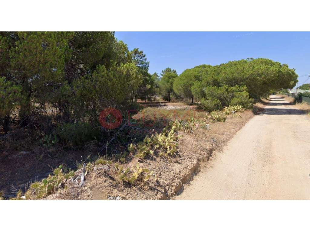 Terreno Agrícola em Almancil - 15 000 m² em Arrendamento - Grande imagem: 2/4