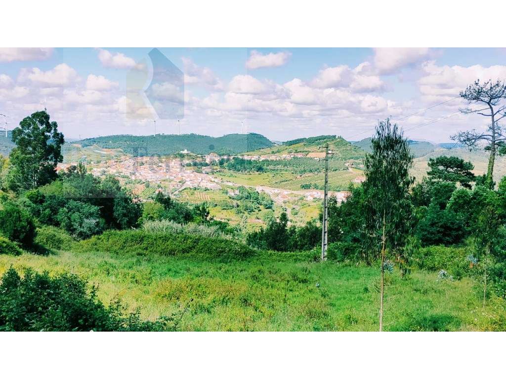 Bosque Natural com Árvores Nativas !! - Grande imagem: 4/7