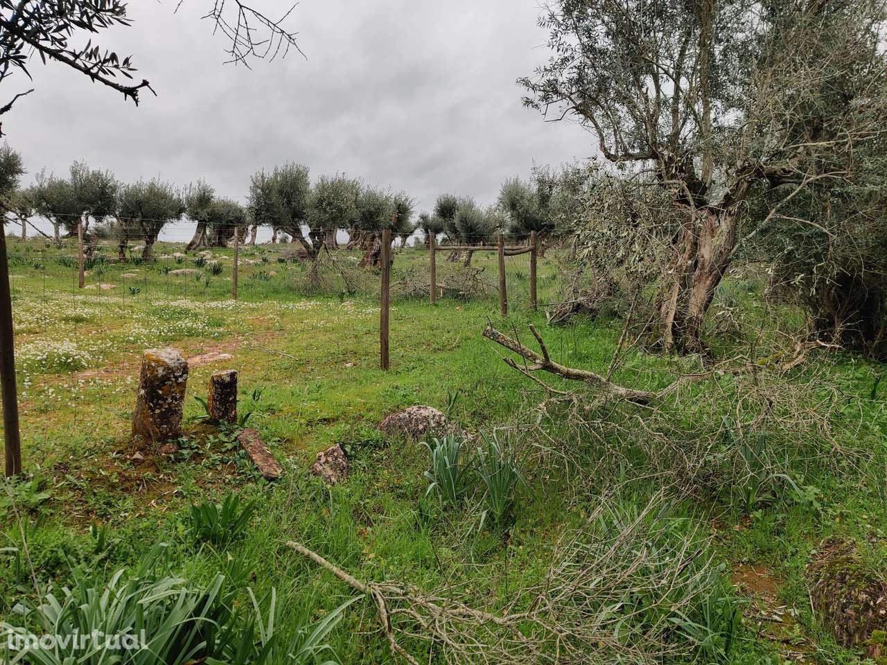 SOUSEL I terreno agrícola - Grande imagem: 2/6