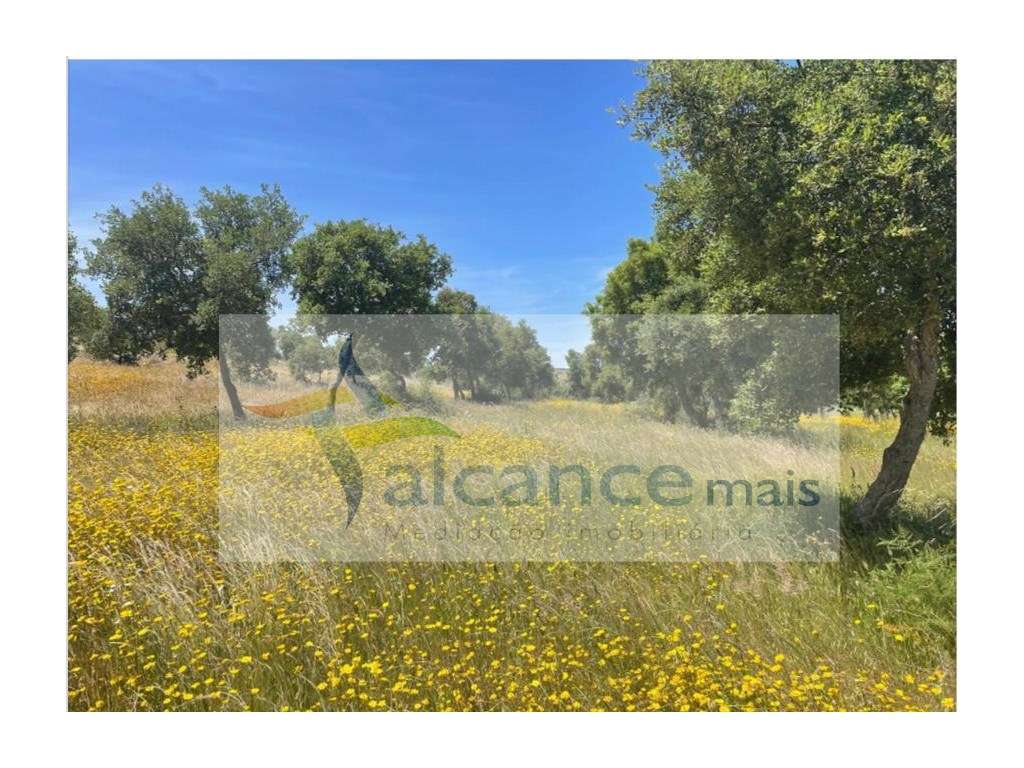 Herdade com 154 hectares em Reguengos de Monsaraz I FORTE POTENCIAL... - Grande imagem: 3/5