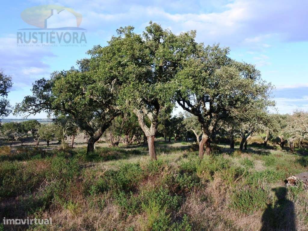 Terreno com 7,5 ha com montado de sobro, com viabilidade de constru... - Grande imagem: 2/14